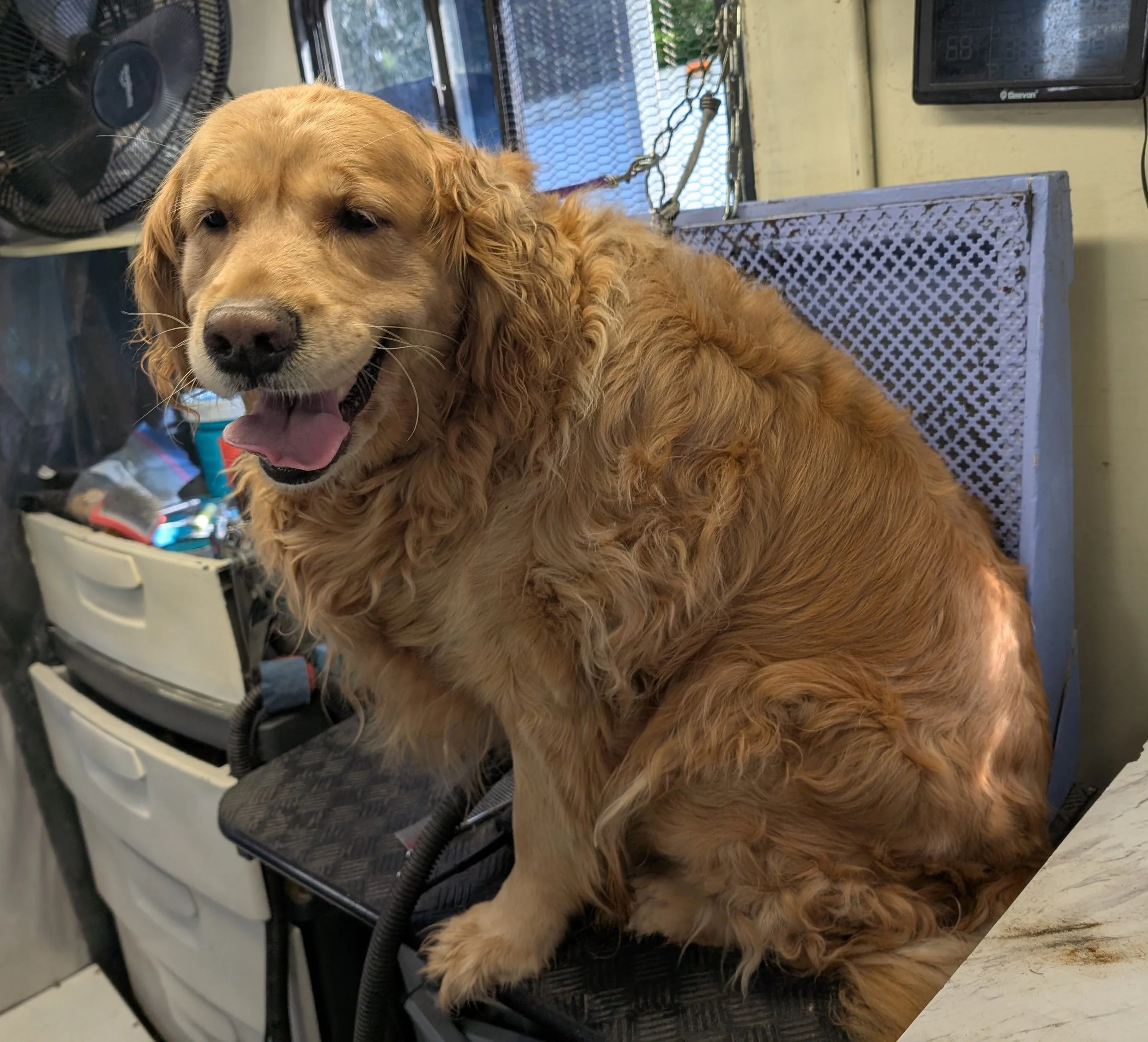 Large dog (40-60Lbs) $105