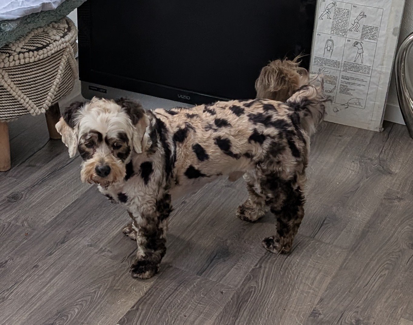 Medium dog (20-40Lb)  $95