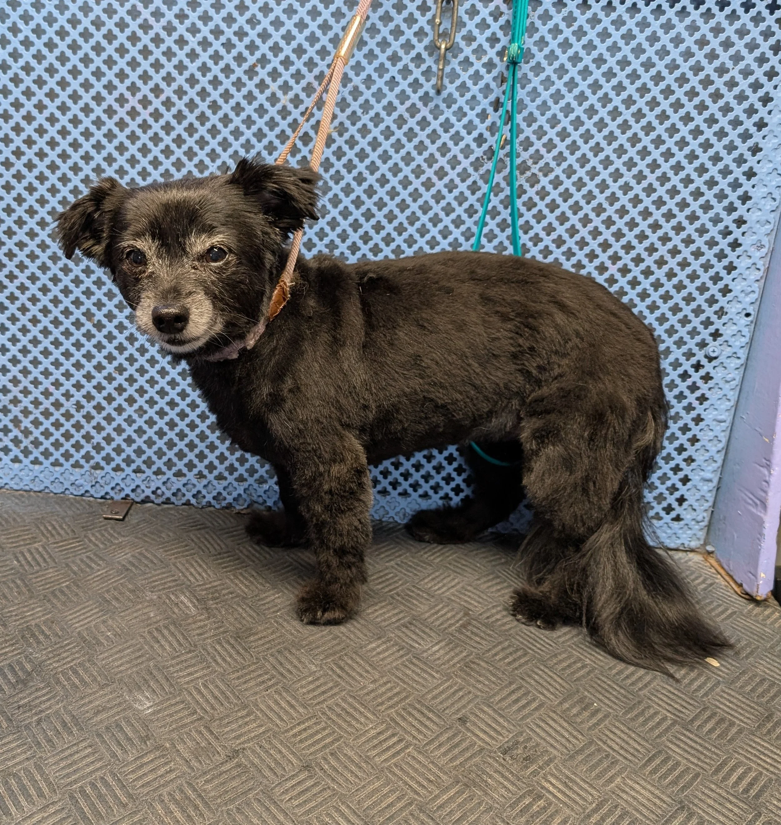 Small Dog (0-20Lb) $85