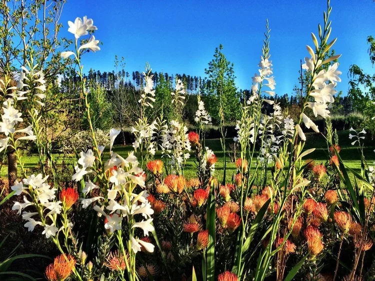 White flowers and orange-red protea blooms in a garden with green grass and trees under a clear blue sky.