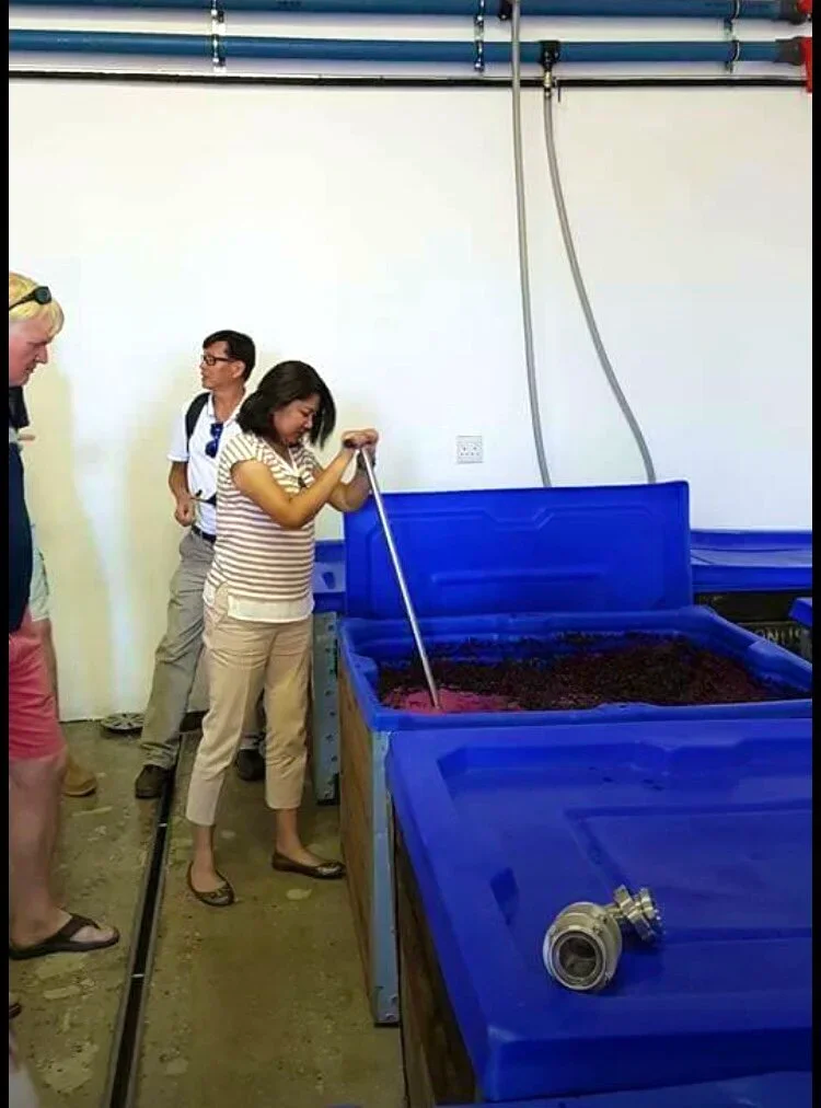 Guest to Oneiric enjoy a full hands on experience, plunging the skins go the grapes back into the fermenting grape juice to extract colour.