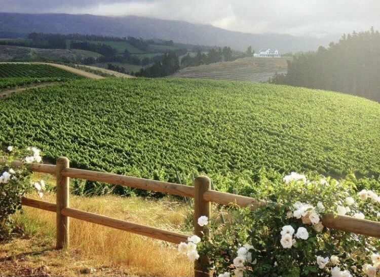 Green vineyard on rolling hills, with a wooden fence and white roses in the foreground, and the Oneiric homestead in the  distance.
