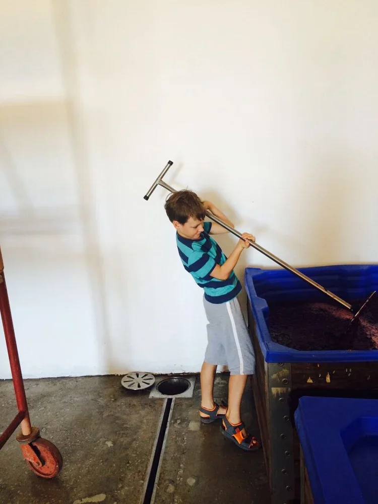 Plunging the skins go the grapes back into the fermenting grape juice to extract colour.  Young and old partake.