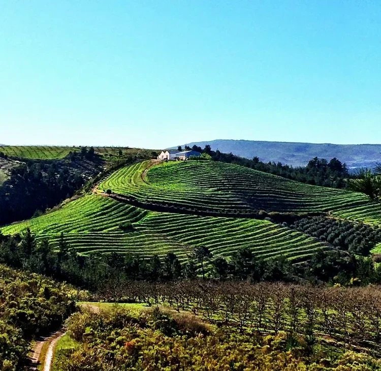 Rolling hillside with lush green terraced vineyards, cellar on the top, and distant mountain ranges under a clear blue sky. Oneiric, South Africa.
