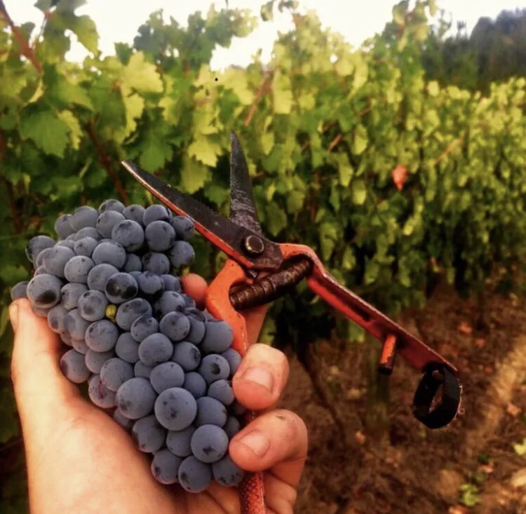 A hand holding a bunch of purple grapes and a pair of pruning shears with a vineyard background.