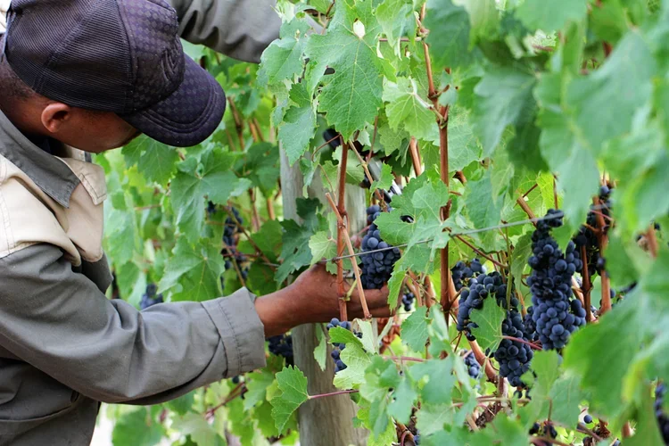 Staff harvesting dark purple grapes from the vineyard at Oneiric.