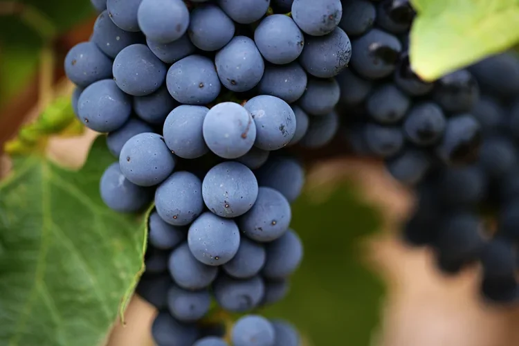 Whole bunch grapes, harvest, Oneiric, cool climate, Elgin