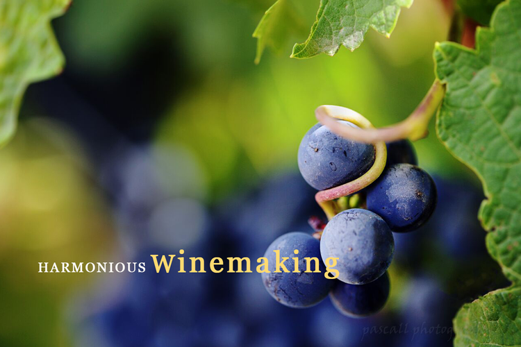 Harvest, Oneiric Winery, South Africa, red grapes