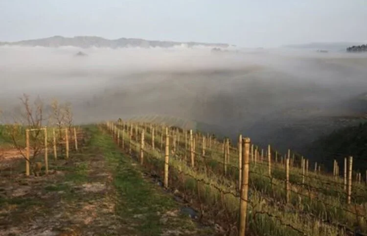 Early morning in the vineyards, cool climate Elgin.