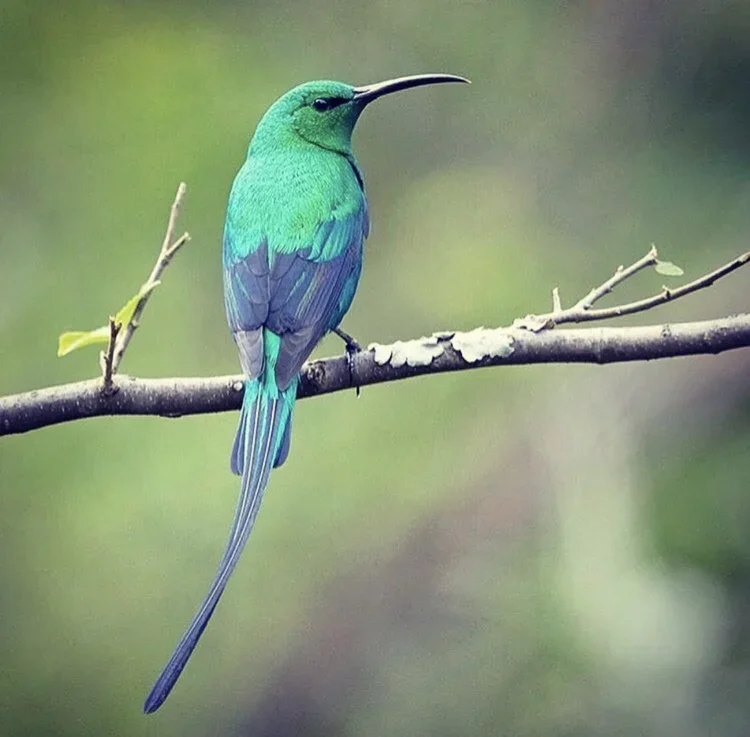 Malachite sunbird enjoying the fauna at Oneiric.
