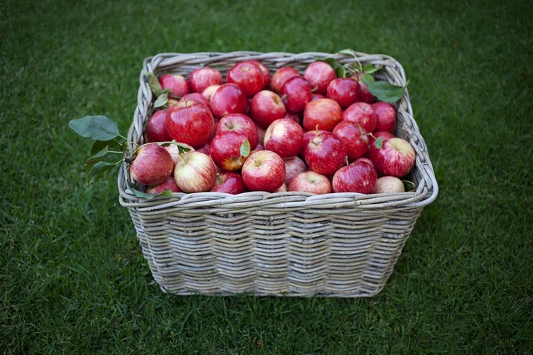 A woven basket filled with Oneiric red and a few green apples, sitting on grass at the homestead.  Handpicked by the younger members of the family.