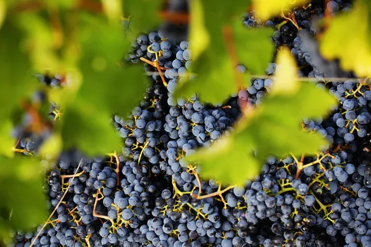 Red grape harvest, Oneiric, harvest