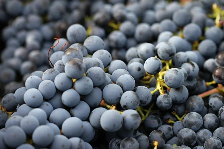Exquisite fruit newly harvested, Oneiric, Elgin, South Africa