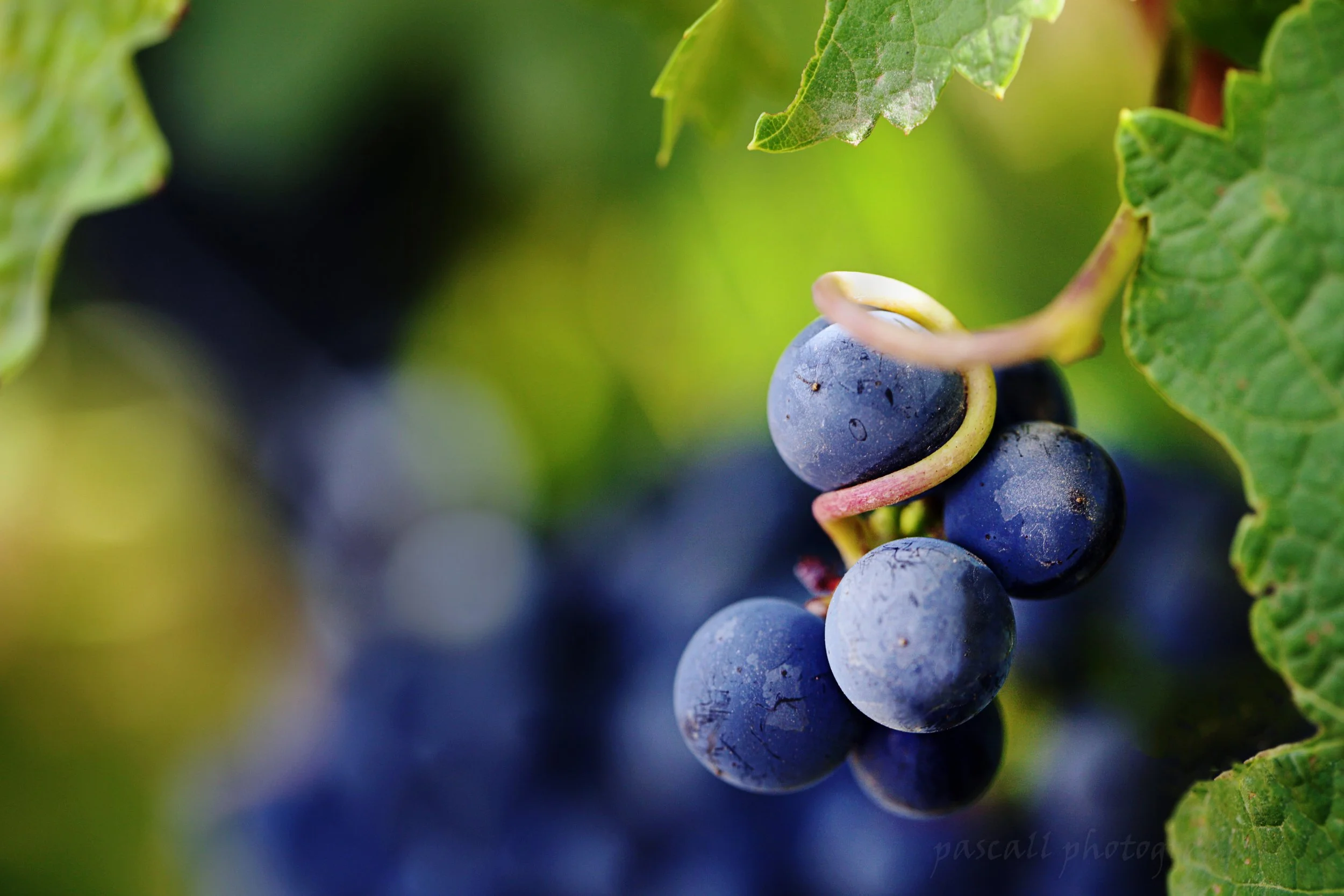 Close-up of a bunch of dark purple grapes hanging from a vine ready for harvest at Oneiric winery, South Africa.