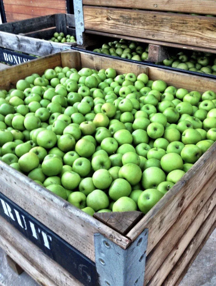 Green apples harvested at Oneiric and heading to the overseas market.