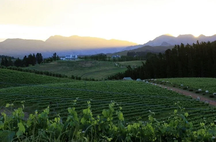 Oneiric vineyard with rows of vines on rolling hills, the homestead in the distance, and mountains at sunset in the background.