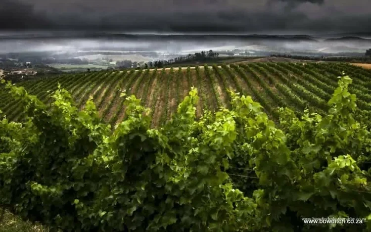Oneiric vineyard with lush green grapevines under a cloudy sky.