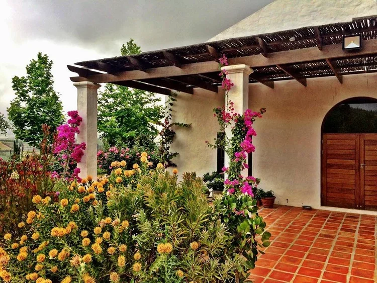 Entrance to the tasting room at Oneiric; wooden pergola, terracotta tile floor, white stucco wall. The area is decorated with colourful flowering plants, including pink bougainvillea; proteas, yellow chrysanthemums  and some small potted plants.