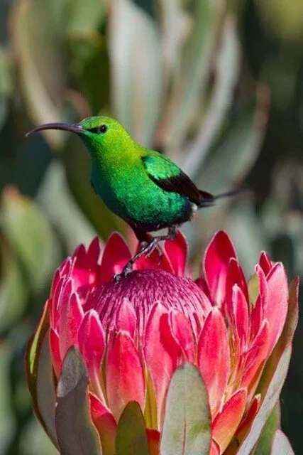 A vibrant malachite sunbird perched on a Giant Protea flower at the tasting barn at Oneiric.
