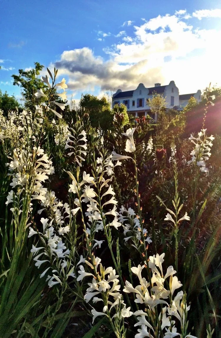 White flowers blooming in a garden with the Oneiric homestead and blue sky in the background.