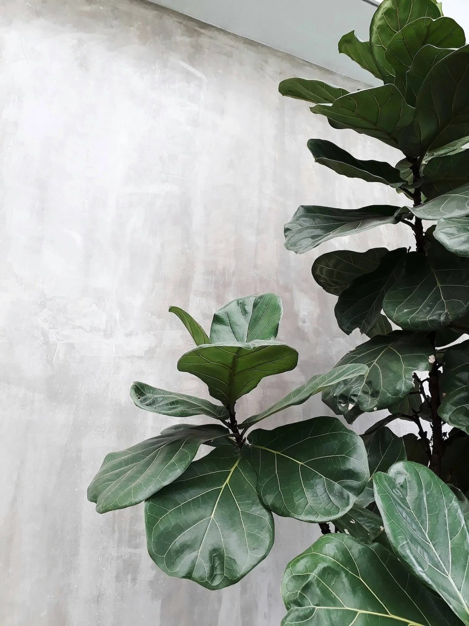 Fiddle leaf fig against a concrete wall