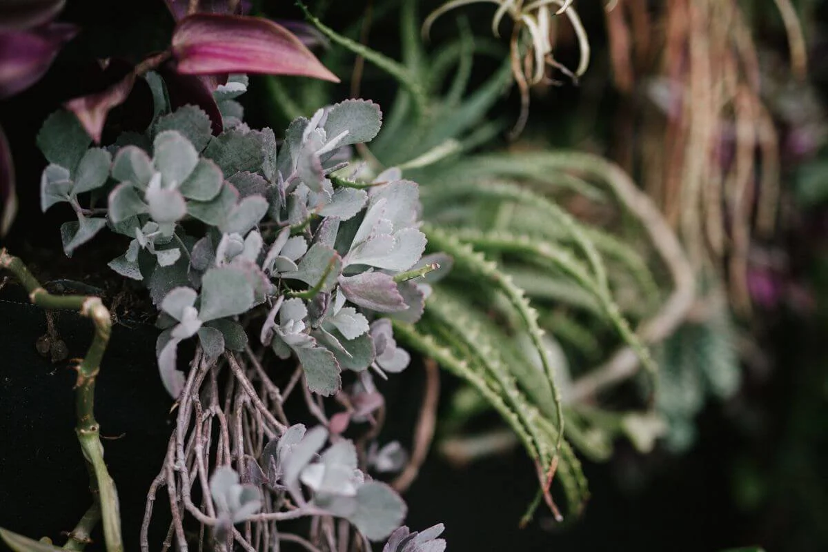 Close-up of various green and purple plants, including succulent and leafy types, with some roots visible.