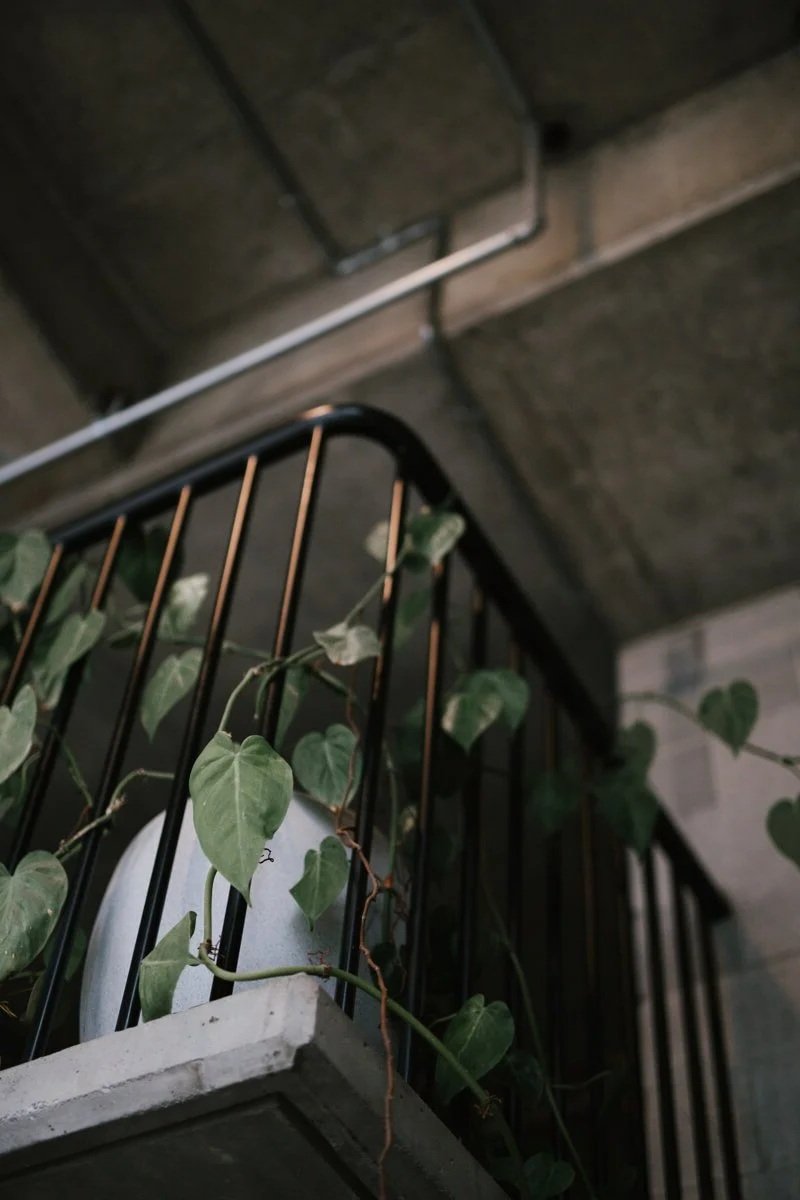 Leafy green Squarespace website design studio office background