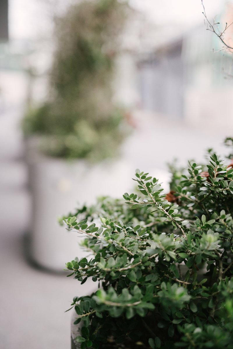Green leafy plant in focus with blurred potted plants and an outdoor urban background, taken in Auckland New Zealand.