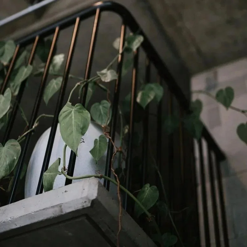A potted plant with green leaves growing on a balcony, with a black metal railing and concrete ledge.