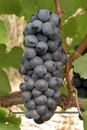 Desmitificando el Nebbiolo de Baja California: Un análisis químico y sensorial (Parte 1)