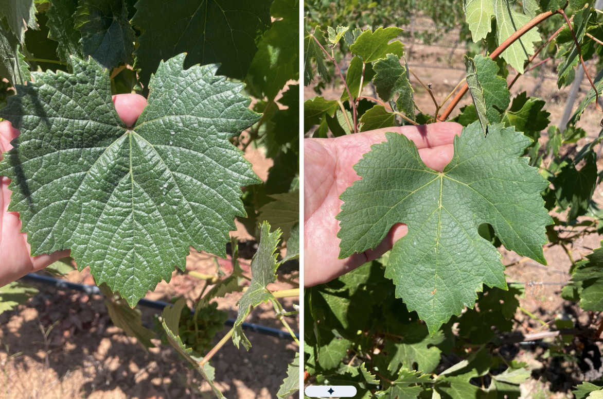 Desmitificando el Nebbiolo de Baja California: Características ampelográficas (Parte 2)