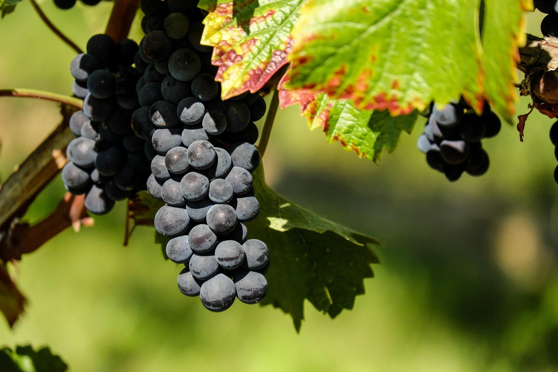 Desmitificando el Nebbiolo de Baja California: Análisis genético (Parte 3)