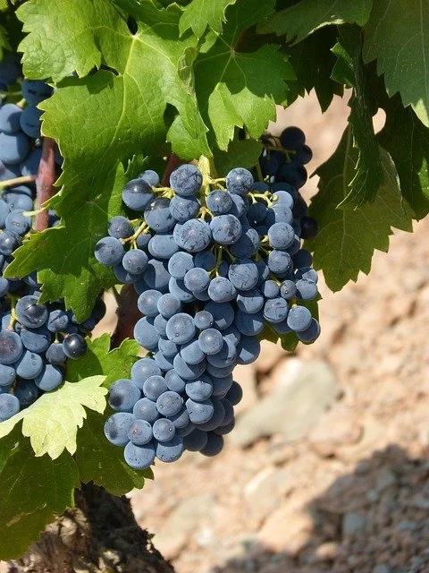 Madurez de las Uvas