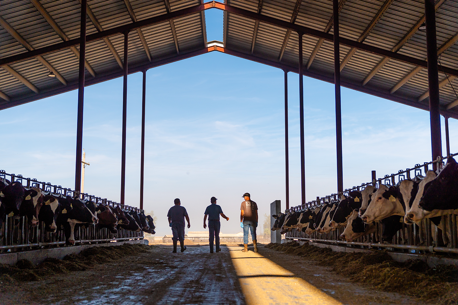 Men walk through a dairy barn