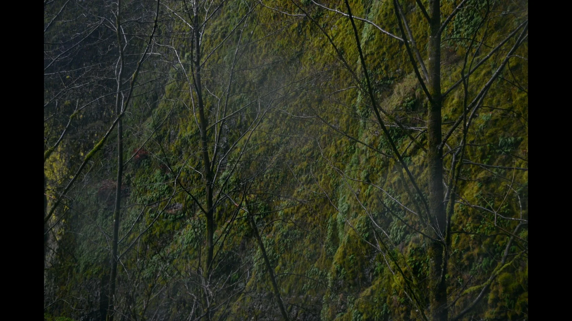 Moss-covered trees and branches on a forest hillside with dense foliage.