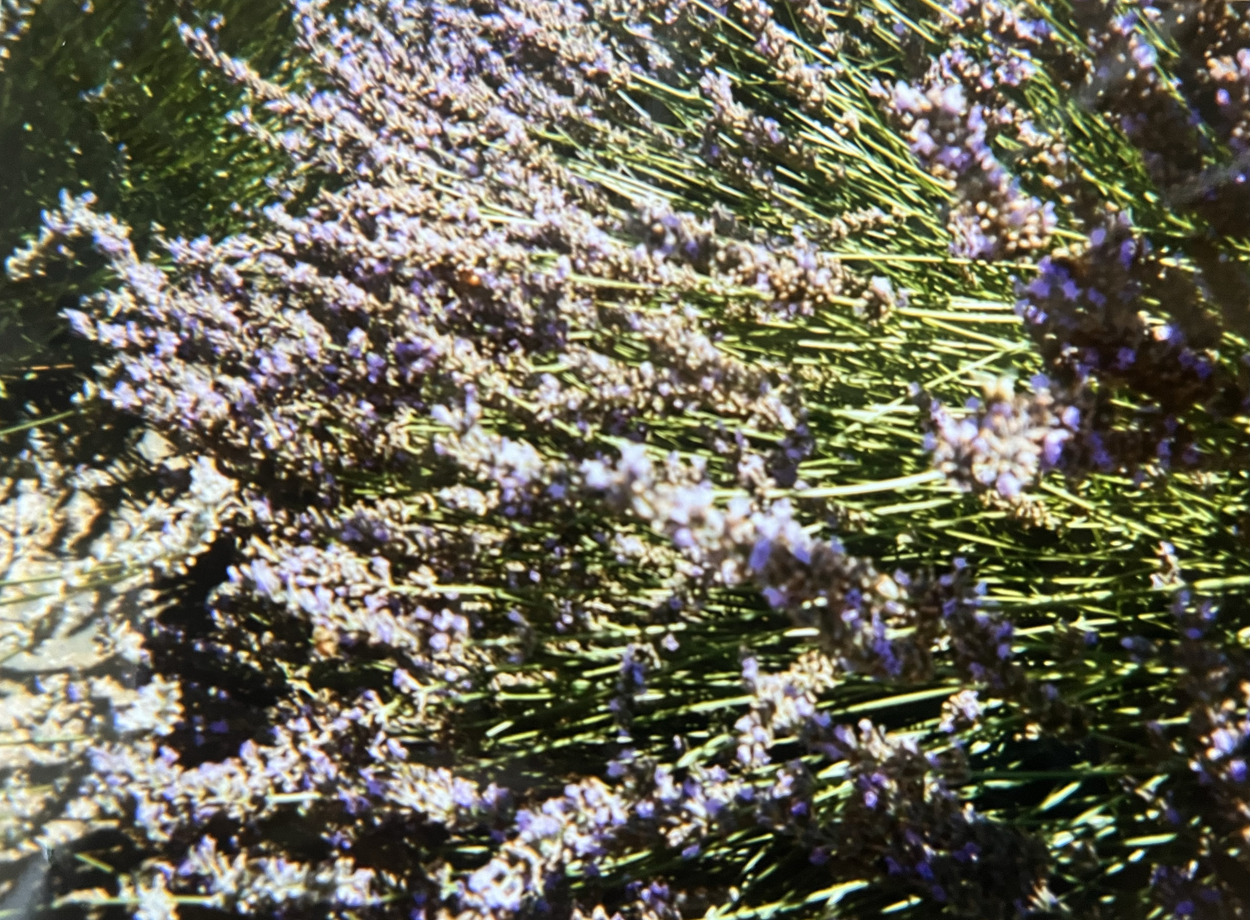 Close-up of lavender flowers with purple petals and green stems.