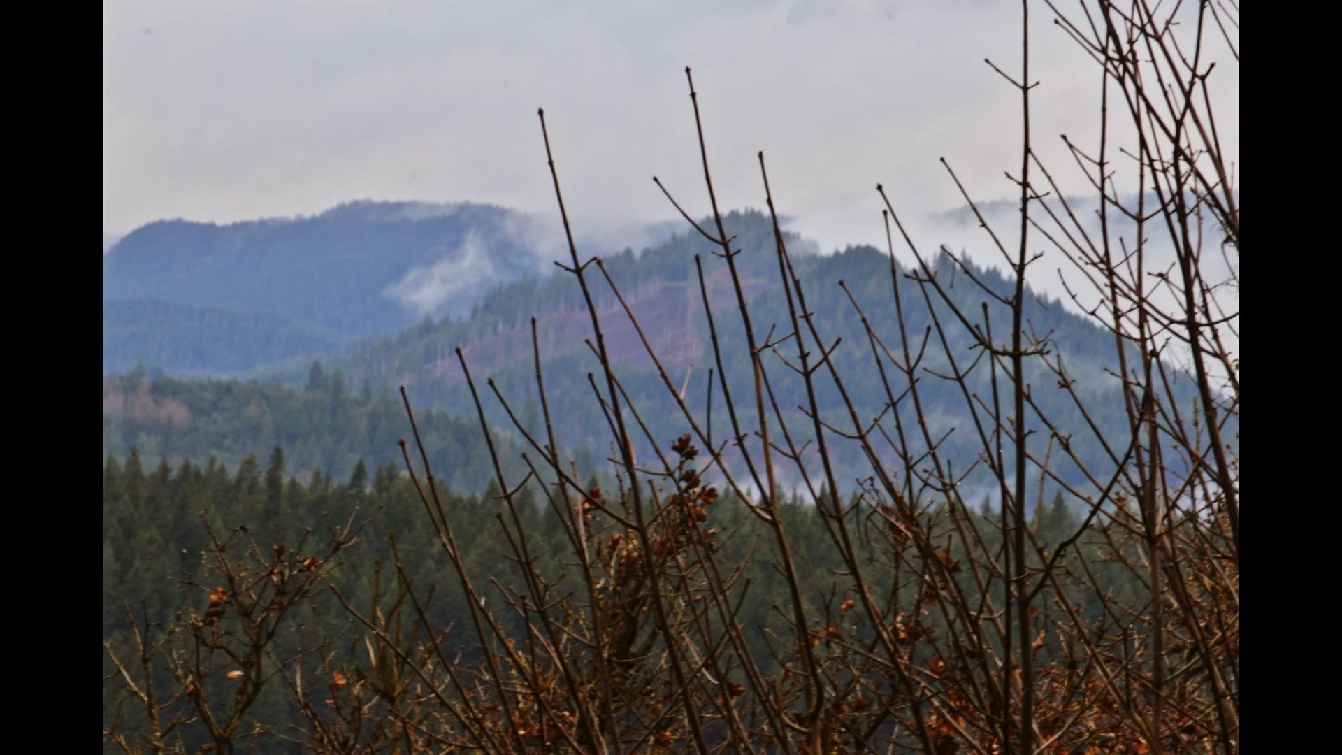 Mountain range with evergreen trees in the foreground and fog on the peaks, cloudy sky.
