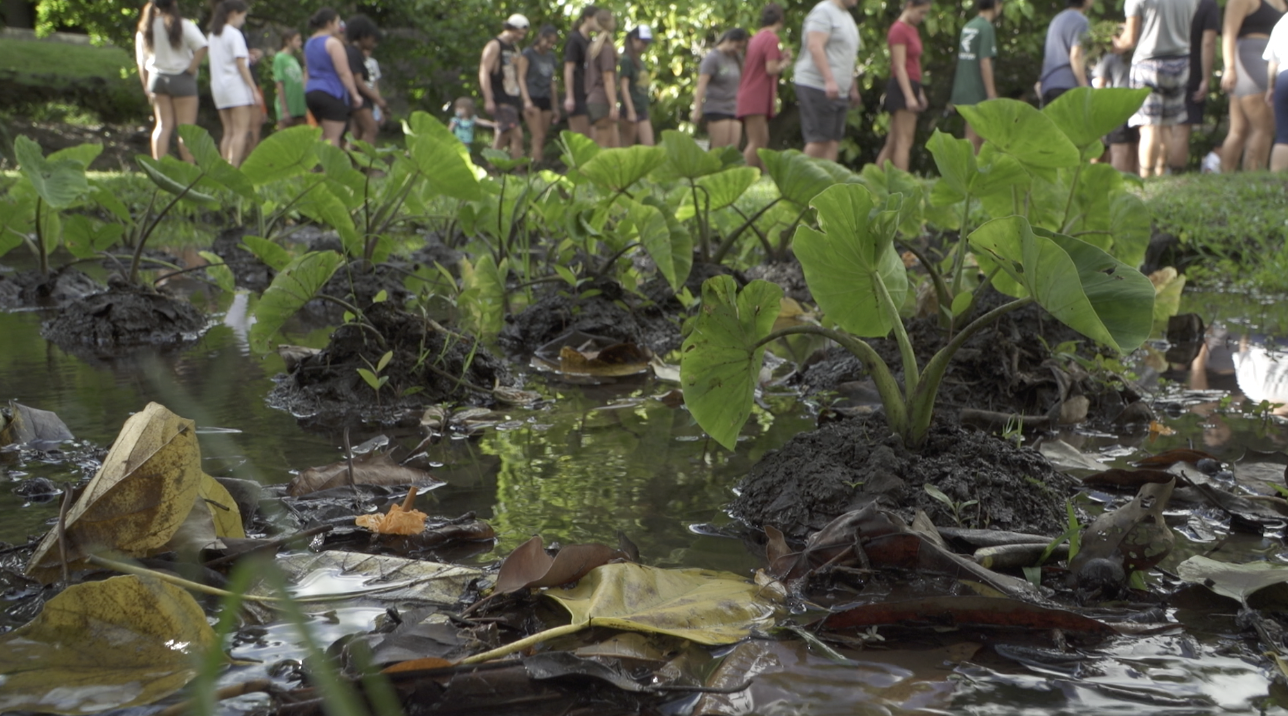 Close-up of green plants growing in a muddy, watery area with fallen leaves, with a line of people walking through a park in the background.