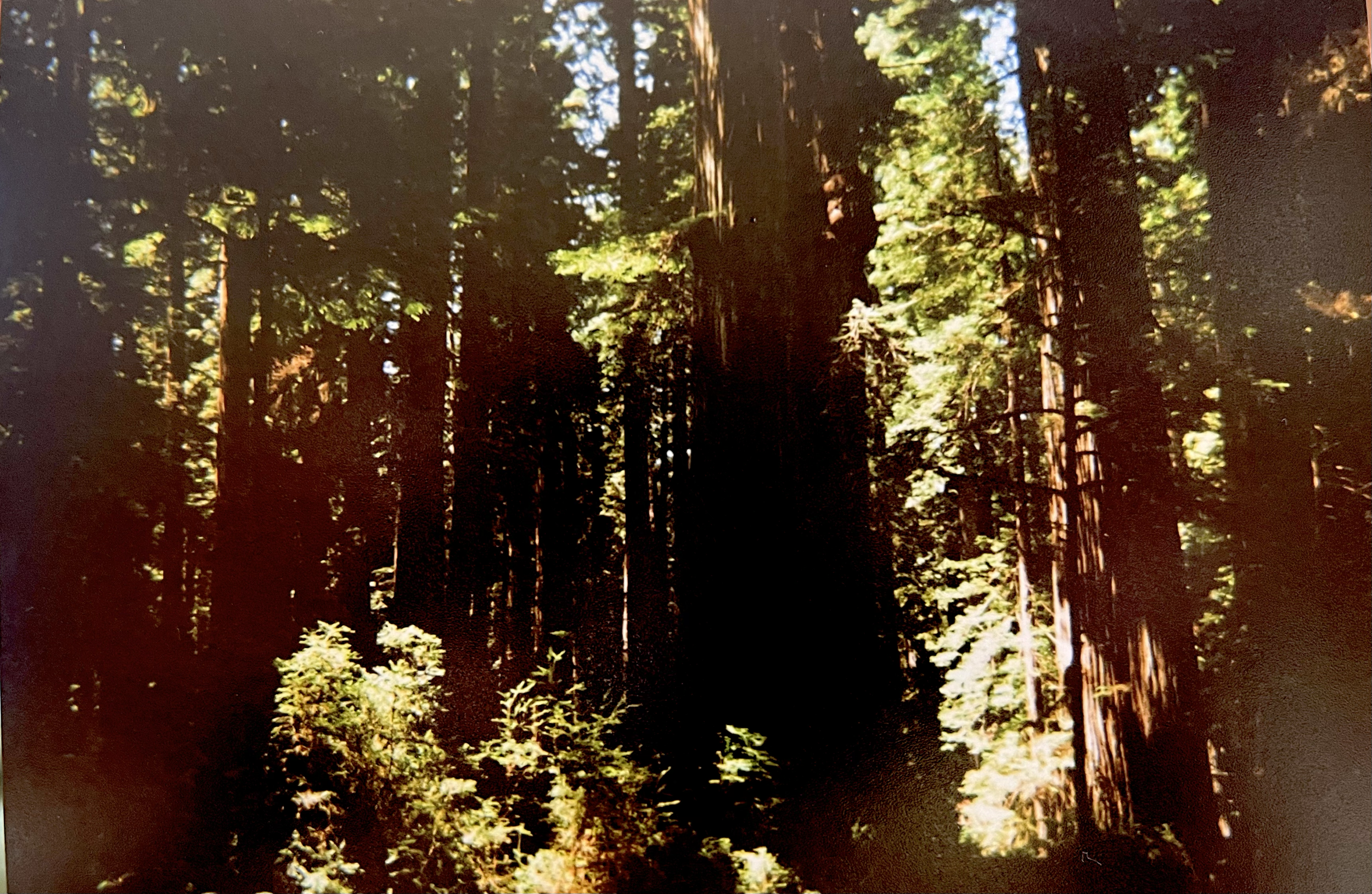 A dense forest with tall trees and sunlight filtering through the leaves.