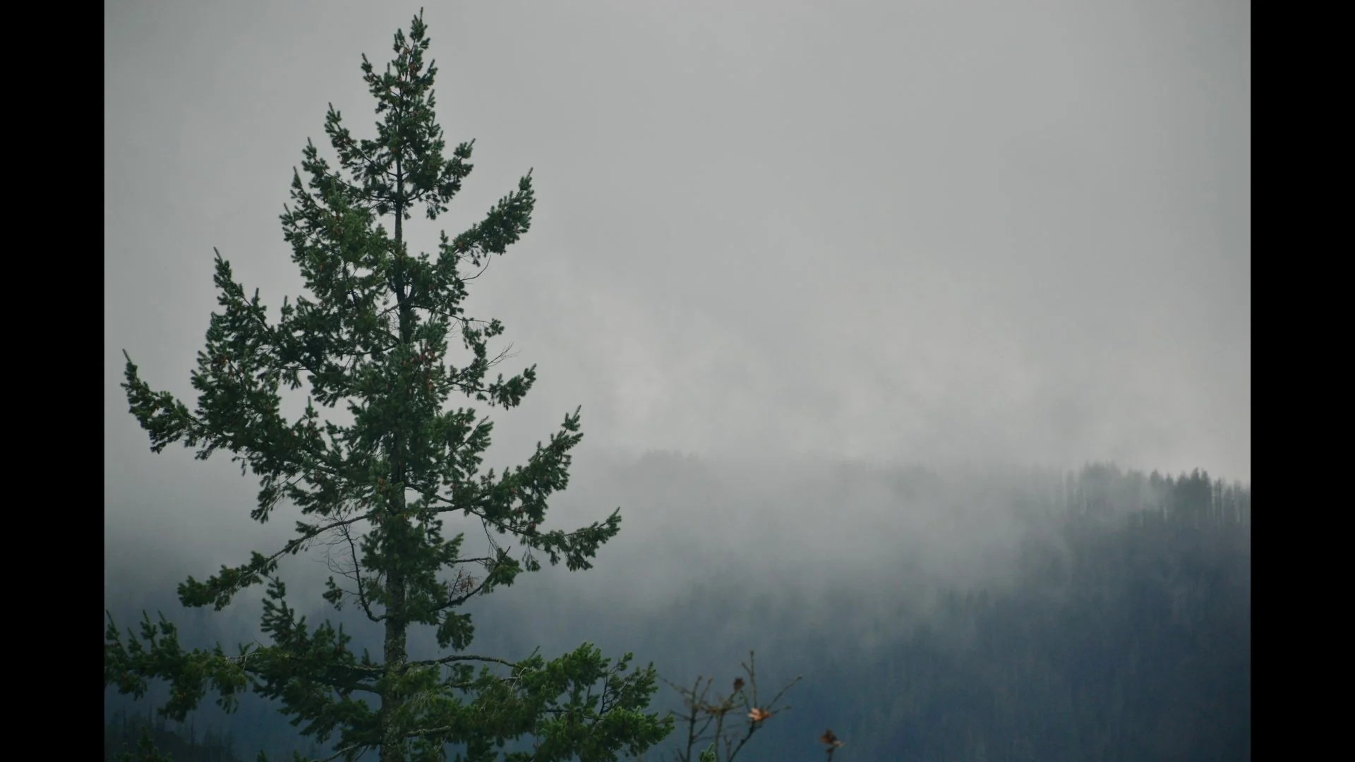 A lone evergreen tree on a foggy mountainside with mist-covered forest in the background.
