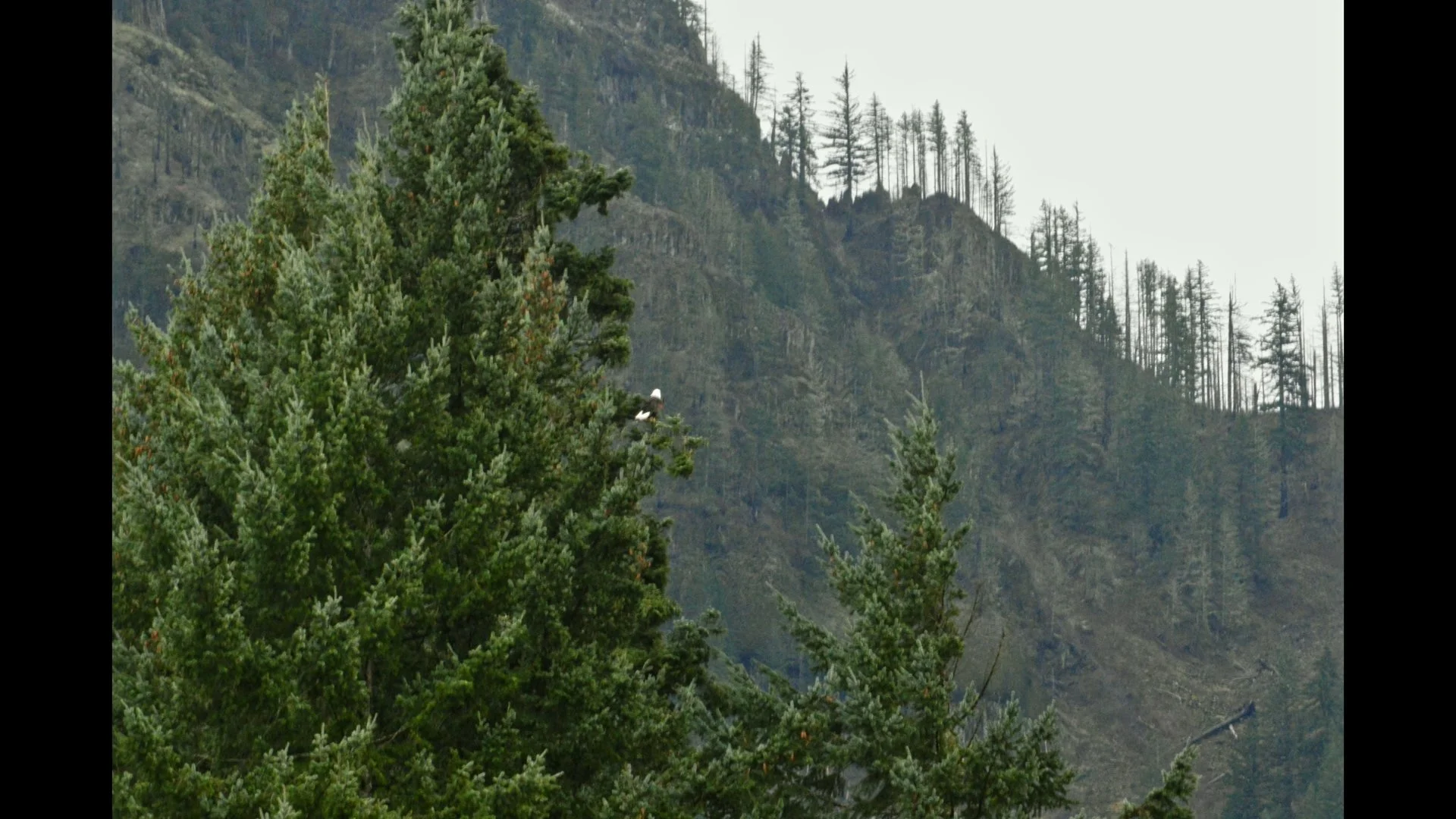 Tall green evergreen trees in a mountainous landscape with a rocky hillside in the background and a bald eagle perched on one of the trees.