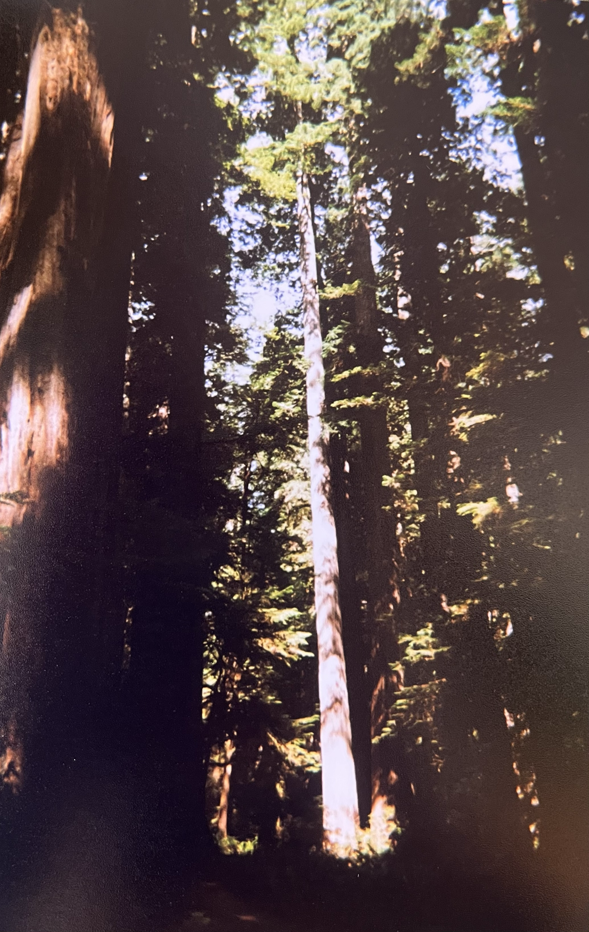 Tall trees in a forest with sunlight filtering through the branches.