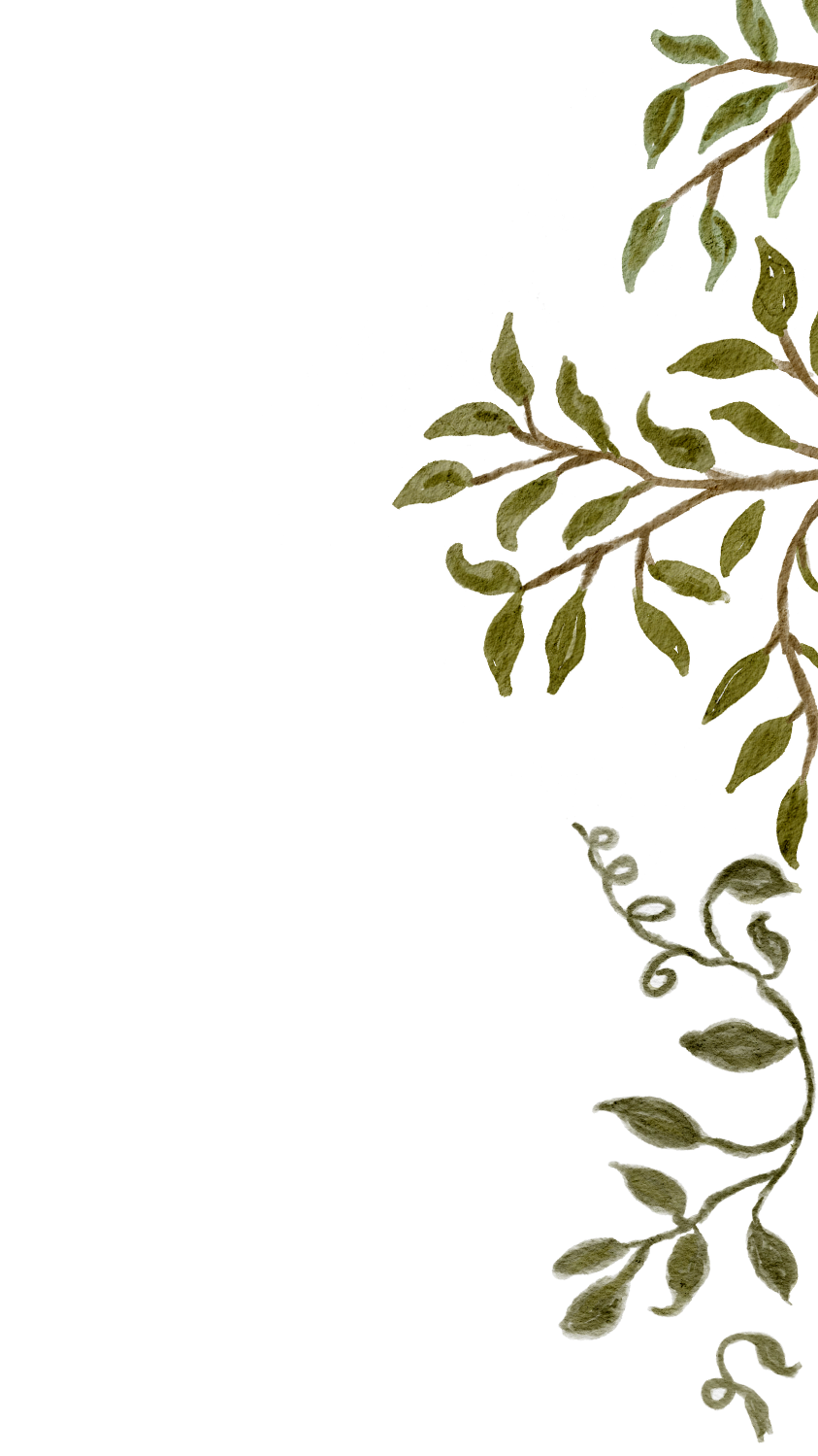 A floral border with green leaves and a vine design on a transparent background.
