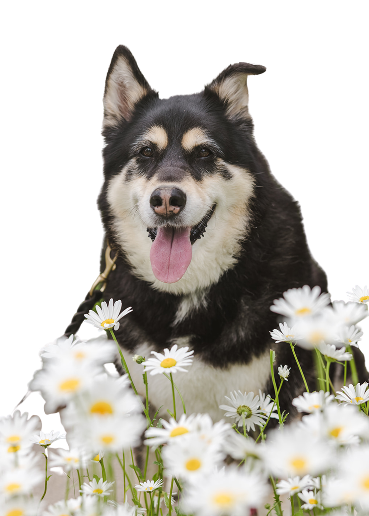 A happy black and white Siberian Husky dog sitting among white daisies with a white background.