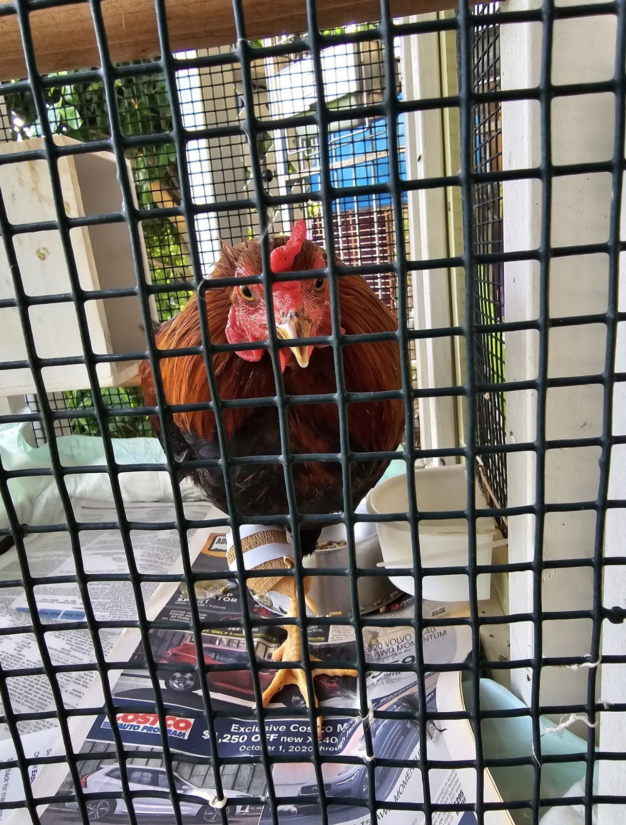 Turbo was found in Barbers Point and some children had severely burned one of his feet. the burns were so bad he had to have toes amputated. This is the unfortunate reality of the daily cruelty that these beautiful creatures face in the Hawaiian Isla