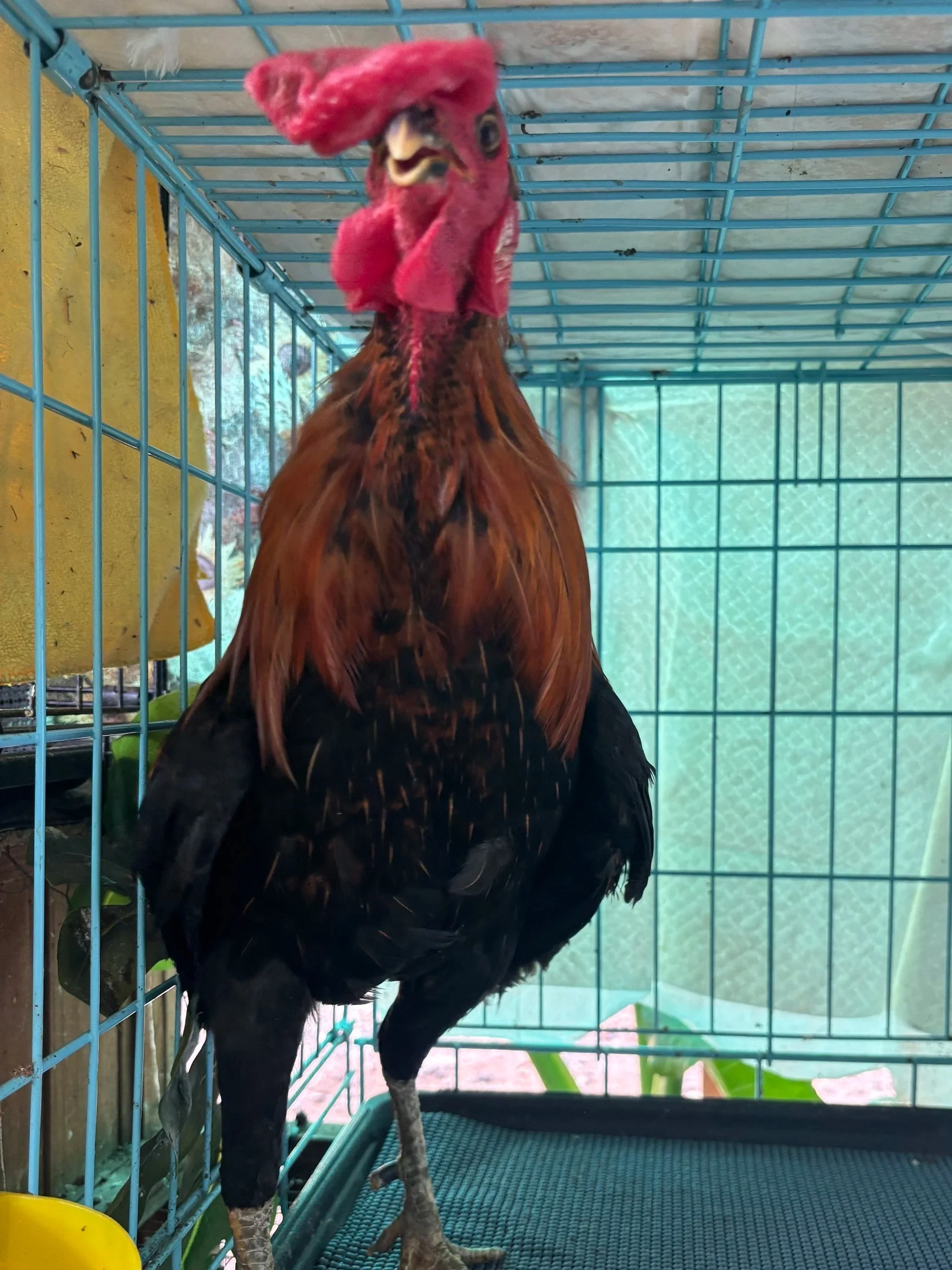 Special was the runt of his flock. He was safely cared for by his owners despite walking and vision problems. He was safely re-homed with his brother, Knuckles.