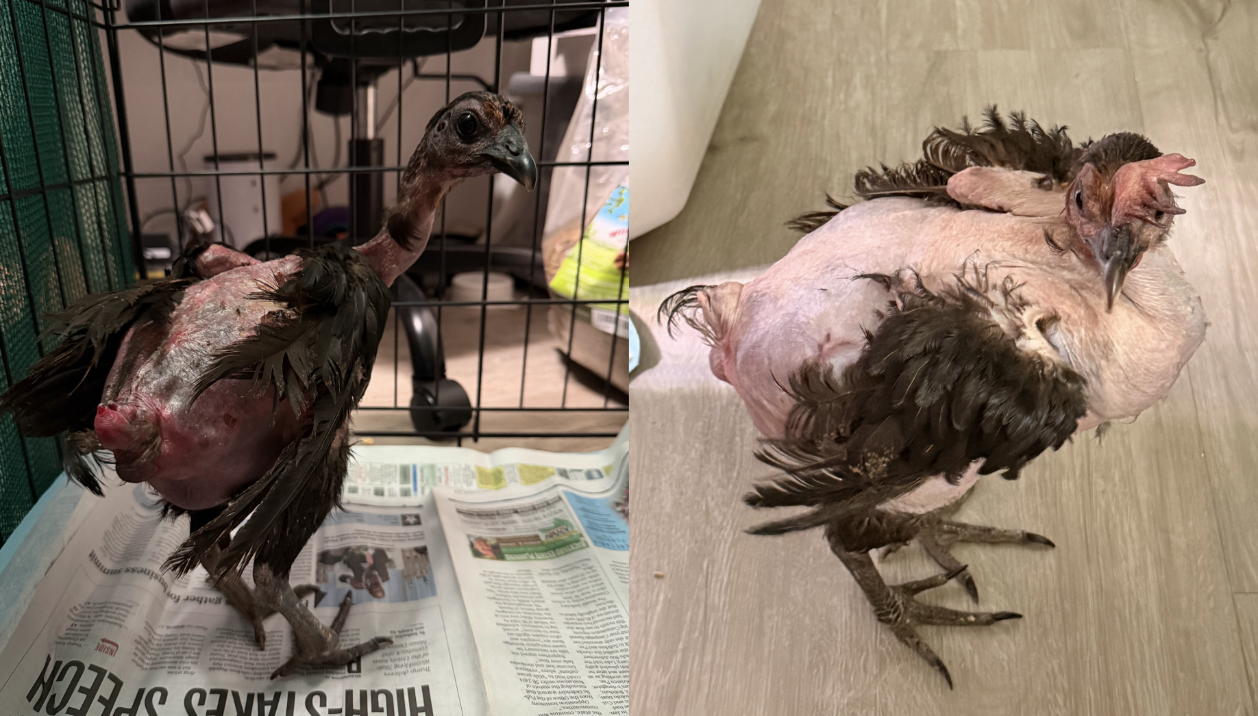 Plucky: From Trauma to Tranquility