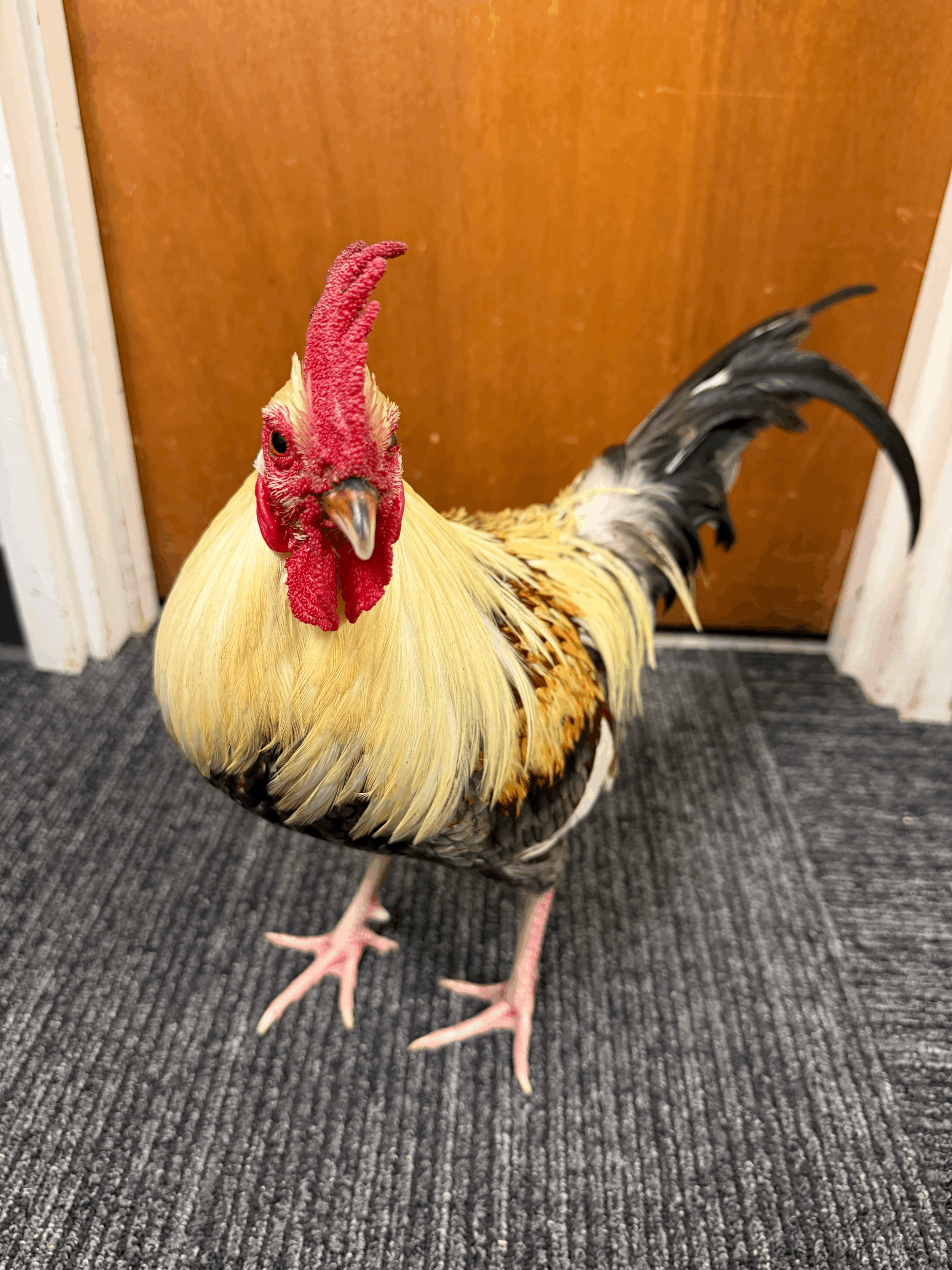 Hawaiʻi’s Unofficial Bird