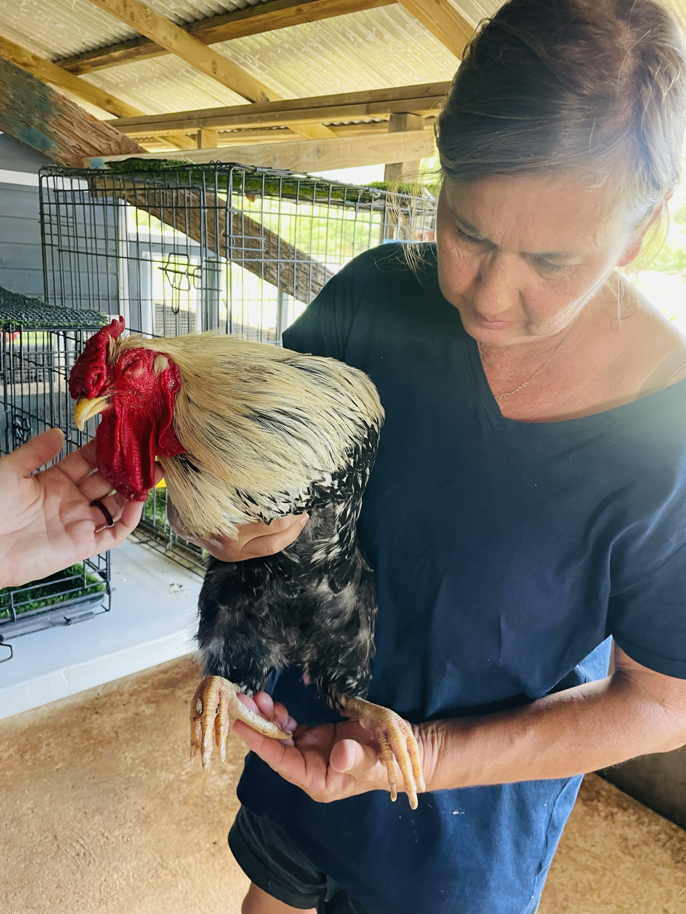 The Great Chicken Healer