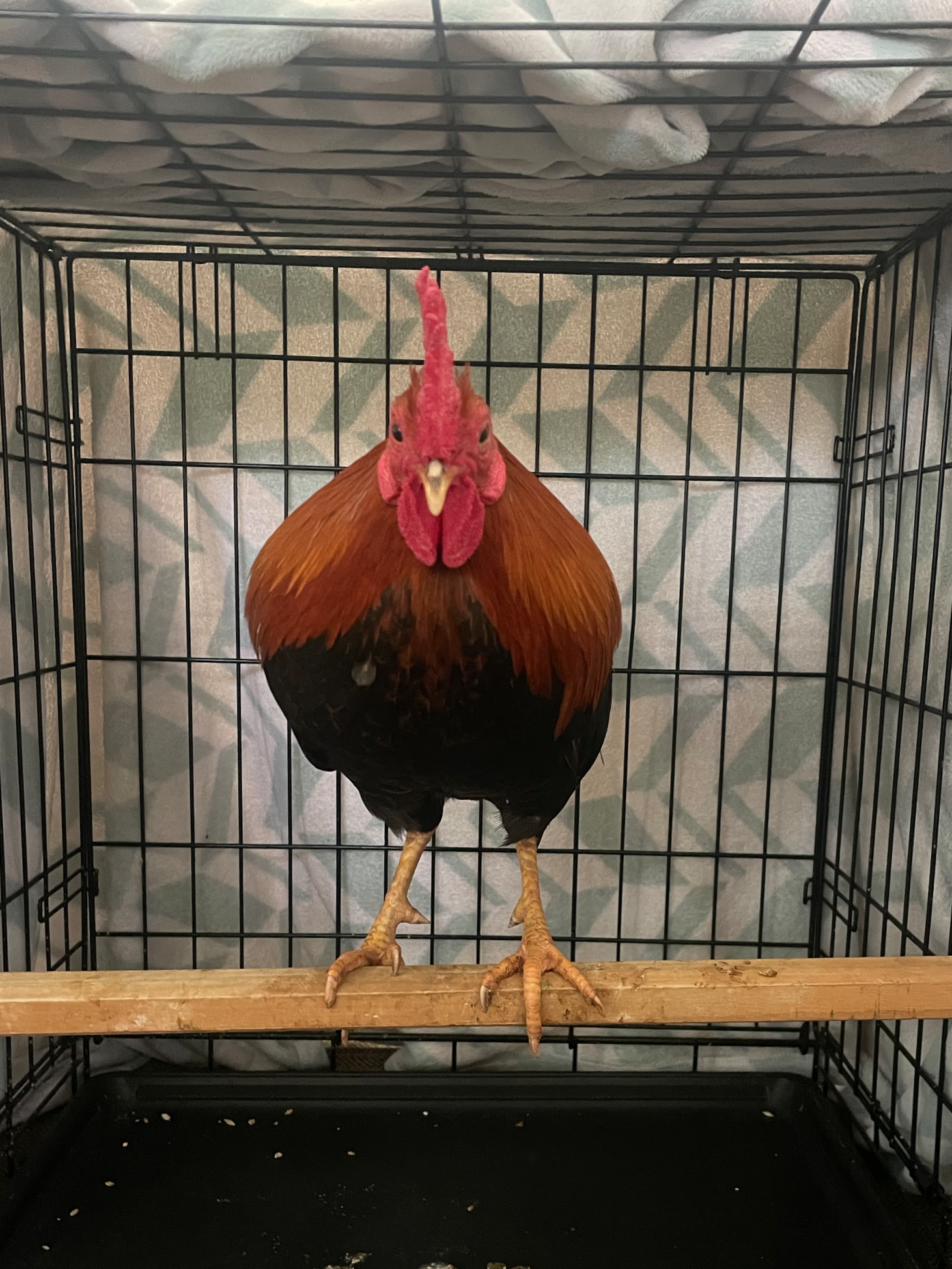 Lyles was a feral rooster rescued by TCR’s VP, Patricia. When he first arrived, he was struggling with a respiratory infection, mites, and clear signs of having been used in cockfighting. Despite everything he endured, Lyles fought hard through treat
